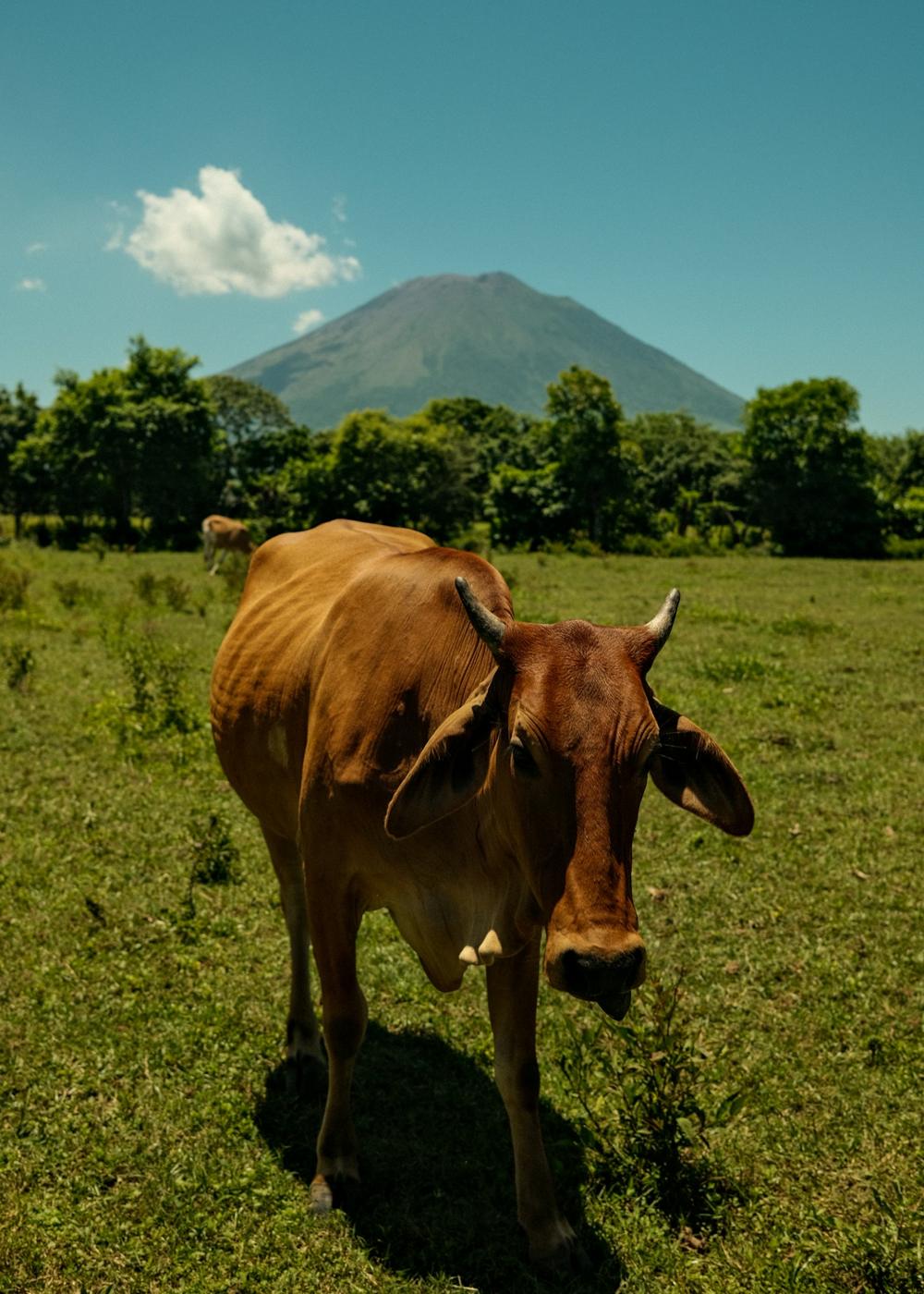 Vaca pastando en un potrero verde con un volcán al fondo, Usulután
