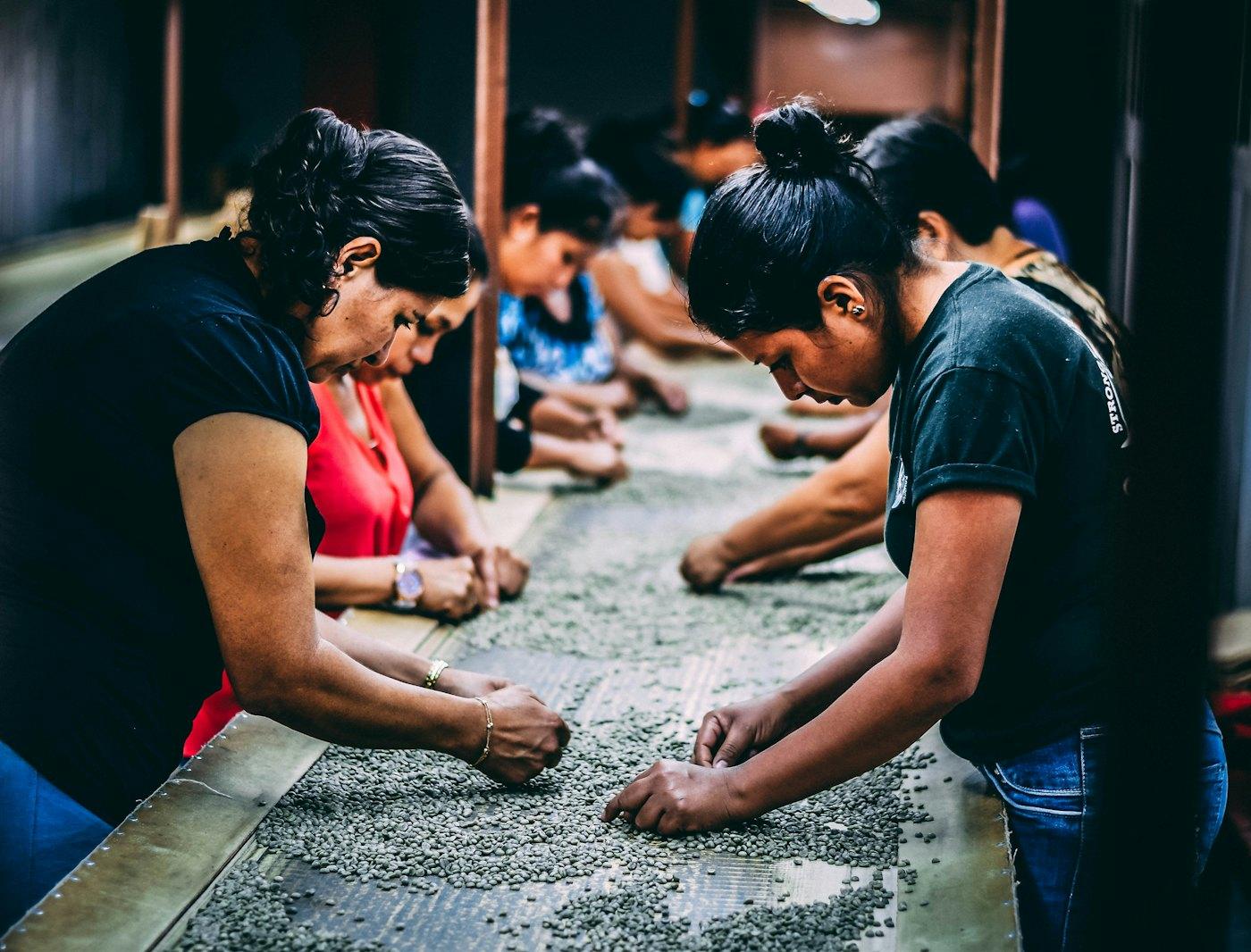 Mujeres seleccionando granos de café en Concepción de Ataco