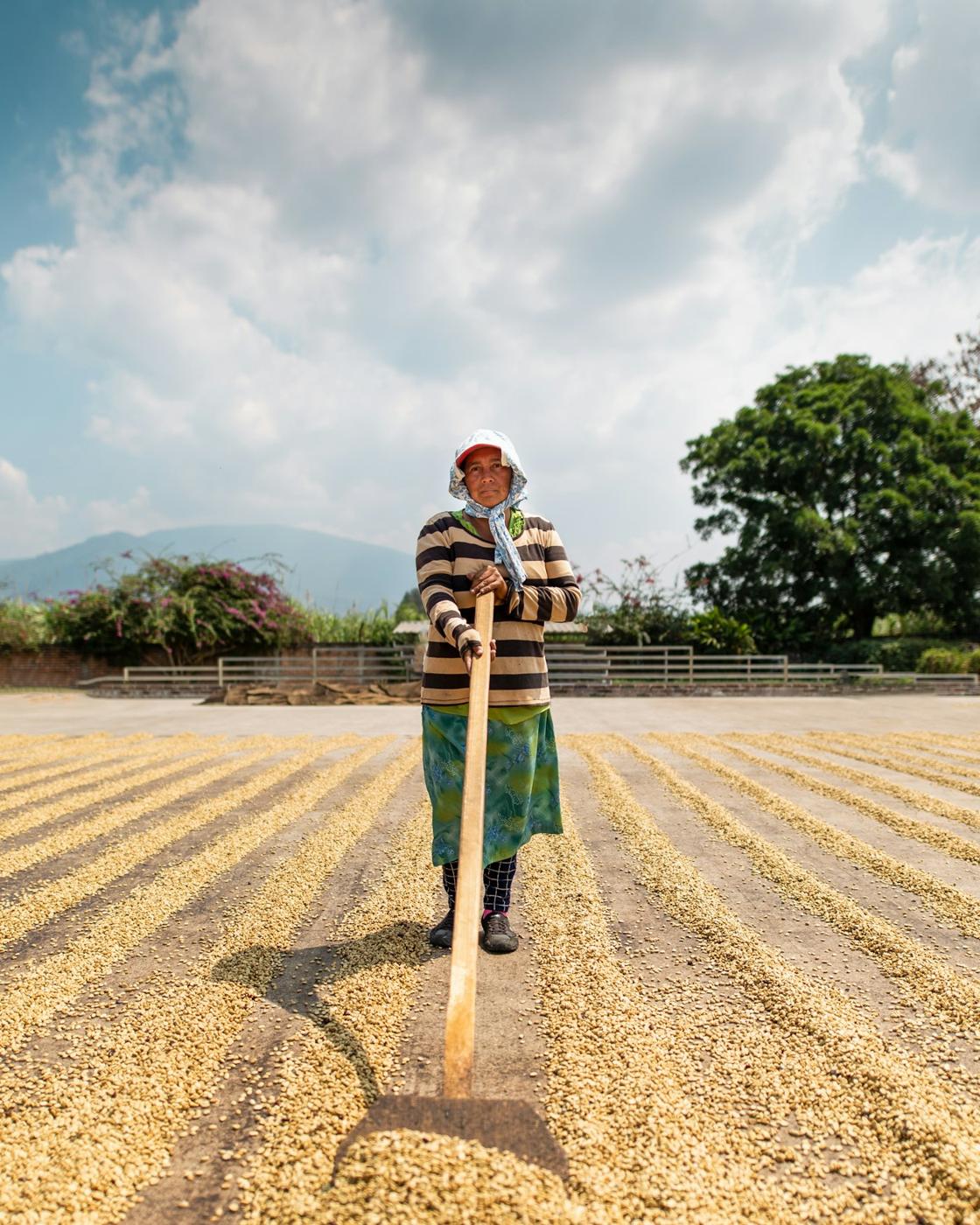 Mujer trabajando en un patio de secado de café
